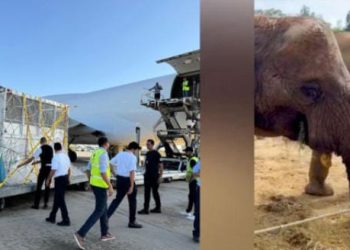 ട്യൂണീഷ്യയിൽ നിന്നുള്ള മൂന്ന് ആഫ്രിക്കൻ ആനകൾക്ക് വൻതാര അഭയമാകുന്നു