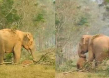 പല പ്രാവശ്യം തട്ടി നോക്കി ആ അമ്മ, ഉണരുന്നില്ല, ഒടുവിൽ കുഞ്ഞിന്റെ ജഡം തുമ്പിക്കൈകൊണ്ട് ചുറ്റിയെടുത്തു കാട്ടിലേക്ക്