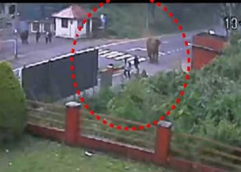 സ്കൂൾ വിട്ട സമയം വിദ്യാർഥികൾക്ക് നേരെ പാഞ്ഞടുത്ത് കാട്ടാന; സമീപവാസികൾ ഒച്ചയിട്ടതോടെ കാട്ടിലേക്ക് കയറി