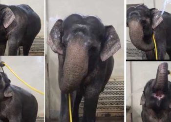 ‘കുളിക്കാൻ ഇനി എനിക്ക് ഒരുത്തന്റേയും സഹായം ആവശ്യമില്ല, ഇന്നു ഞാൻ ഒന്ന് അറമാദിക്കും’ മേരിപ്പെണ്ണിന്റ കുളിസീൻ വൈറൽ