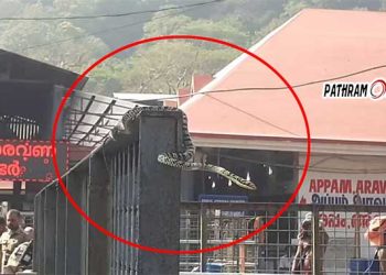 സന്നിധാനത്ത് പതിനെട്ടാം പടിക്ക് സമീപം കൂറ്റൻ പാമ്പ്…!!! ഇതുവരെ പിടികൂടിയത് 33 പാമ്പുകളെ…!! സന്നിധാനത്തേക്കുള്ള യാത്രയ്ക്ക് പരമ്പരാഗത പാതകൾ മാത്രം ഉപയോഗിക്കണമെന്ന് വനം വകുപ്പ്