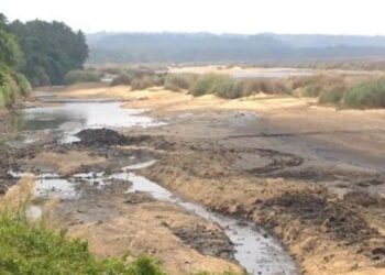 ഡിസംബറിലെ മഴയും തുണച്ചില്ല; വേനല്‍ എത്തുംമുമ്പേ വറ്റിവരണ്ട് ഭാരതപ്പുഴ; നീര്‍ച്ചാലായി എംടിയുടെ നിള
