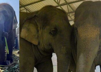 ചങ്ങലയ്ക്കിടാത്ത കാലുകളുമായി ഇനി ബിഷ്ണുപ്രിയയും ലക്ഷ്മിപ്രിയയും സ്വതന്ത്രരായി സഞ്ചരിക്കും; ഏറ്റെടുത്ത് അനന്ത് അംബാനി നേതൃത്വം നൽകുന്ന വൻതാര