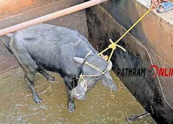 മൂന്ന് ദിവസം  പൈപ്പിലൂടെ ലഭിച്ചത് ചാണകവും മൂത്രവും കലർന്ന വെള്ളം…!!! കാണാതായ പോത്തിനെ മൂന്ന് ദിവസത്തിന് ശേഷം കണ്ടെത്തിയത് കുടിവെള്ള ടാങ്കിൽ വീണനിലയിൽ… സുരക്ഷാ സംവിധാനങ്ങളില്ലാത്തത് പൊല്ലാപ്പായി…!!!