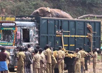 അരിക്കൊമ്പന് കൂട്ടായി ബുള്ളറ്റ് രാജയെത്തി…!! 25 ദിവസംകൊണ്ട് സ്വഭാവം മാറി.. !! കൊമ്പനെ മുതുകുളിയിൽ തുറന്നുവിട്ടു