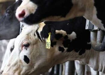 കാലികളുടെ ബഹളം കേട്ട് തൊഴുത്തിലെത്തിയ ഉടമ കണ്ടത് രക്തത്തിൽ കുളിച്ചുനിൽക്കുന്ന പശുക്കളെ, മദ്യപിച്ച് ലക്കുകെട്ട് പശുക്കളുടെ അകിട് അറുത്ത് മാറ്റിയ സംഭവത്തിൽ ബീഹാർ സ്വദേശി അറസ്റ്റിൽ