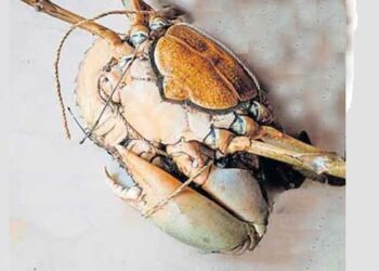 കാലൊടിഞ്ഞതോടെ വിദേശയാത്ര മുടങ്ങി…!!! 4000 രൂപ കിട്ടേണ്ട മുതലാ… വിദേശിയാകേണ്ടത് സ്വദേശിയായപ്പോൾ ഡിമാൻഡിടിഞ്ഞ് 900ത്തിൽ എത്തി