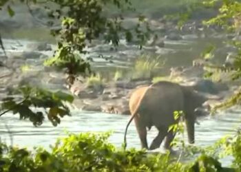 ഉന്നംതെറ്റി; മസ്തകത്തിന് മുറിവേറ്റ നിലയിൽ കണ്ടെത്തിയ കാട്ടാനയ്ക്ക് മയക്കുവെടിവെക്കാനുള്ള ശ്രമം പരാജയം, ആന ഉൾക്കാട്ടിലേക്കു മാറി