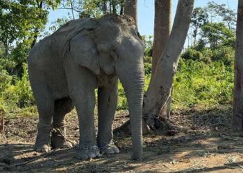 ദുരിതക്കയത്തിൽനിന്ന് മോചനം; കൂപ്പുകളിൽ നിന്ന് രക്ഷപ്പെടുത്തിയ 20 ആനകൾ കൂടി വൻതാരയിലേക്ക്