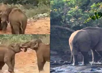 മൂന്നാറിൽ കൊമ്പുകോർത്ത് കാട്ടാനകൾ, പടയപ്പയുടെ ആക്രമണത്തിൽ നിന്ന് കുടുംബം രക്ഷപ്പെട്ടത് തലനാരിഴയ്ക്ക്, കാർ അടിച്ചു തകർത്തു, ആതിരപ്പിള്ളിയിൽ മസ്തകത്തിൽ മുറിവേറ്റ കാട്ടാനയെ മയക്കുവെടിവച്ച് ചികിത്സയാരംഭിച്ചു