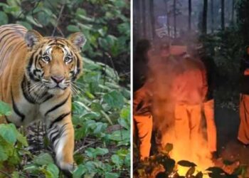 അ​മ​ര​ക്കു​നി​യി​ൽ ഭീ​തി​വി​ത​ച്ച ക​ടു​വ​ കാപ്പിത്തോട്ടത്തിൽ, മയക്കുവെടി വയ്ക്കൽ ദുഷ്കരമെന്ന് ഡിഎഫ്ഒ, തീരുമാനമെടുത്തെത്തിയപ്പോഴേക്കും കടുവയെ കാണാനില്ല, വീണ്ടും തെരച്ചിൽ, നാല് വളർത്തുമൃ​ഗങ്ങളെ കടിച്ചുകൊന്നു