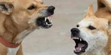 അമ്മയുടെ തോളില് കിടന്ന പിഞ്ചുകുഞ്ഞിനെയടക്കം തെരുവുനായ ചാടി കടിച്ചു, ഏഴുപേര്ക്ക് നേരെ ആക്രമണം; ശരീരത്തില് ആഴത്തിലുള്ള മുറിവുകള്