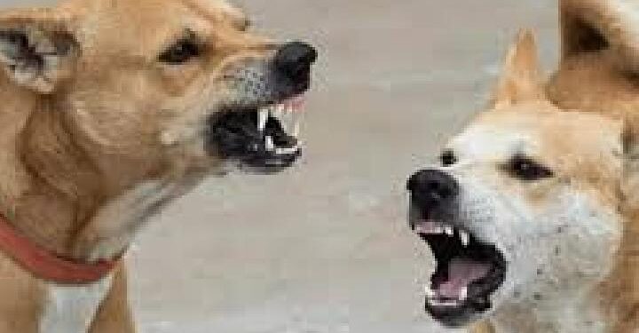 അമ്മയുടെ തോളില് കിടന്ന പിഞ്ചുകുഞ്ഞിനെയടക്കം തെരുവുനായ ചാടി കടിച്ചു, ഏഴുപേര്ക്ക് നേരെ ആക്രമണം; ശരീരത്തില് ആഴത്തിലുള്ള മുറിവുകള്