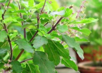 വീട്ടില്‍ തുളസിച്ചെടി ഉണ്ടോ? ഈ അസുഖങ്ങളോട് ‘നോ’ പറയാം