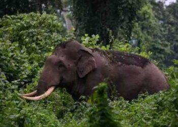ബൈക്ക് കൊമ്പില് കോര്ത്തെറിഞ്ഞു.., ഓടി രക്ഷപ്പെടാന് ശ്രമിച്ചു.., കാട്ടാനയെ വിരട്ടി ഓടിച്ചത് പടക്കം പൊട്ടിച്ച്..!  ജര്മന് സ്വദേശി ബൈക്കില് മുന്നോട്ടുപോയത് നിര്ദേശം അവഗണിച്ച്…