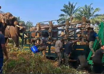 പരിക്കേറ്റ ആനയുടെ മസ്തകത്തിലെ മുറിവില്‍ പുഴുക്കള്‍, പഴുപ്പ് നീക്കം ചെയ്തു, ആഴത്തിലുള്ള മുറിവ് പൂർണ ആരോഗ്യസ്ഥിതിയിലേക്ക് കൊണ്ടുവരാനാകും