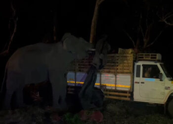 ചക്കയും മാങ്ങയും ഒന്നുമല്ല! ഇത് പുതിയത്: കാട്ടുപാതയിലെത്തിയ ജീപ്പില്‍ മിന്നല്‍ പരിശോധന നടത്തി പലചരക്ക് കൊമ്പന്‍, ആളെ ആക്രമിച്ചില്ല, ഒന്നും നശിപ്പിച്ചുമില്ല…