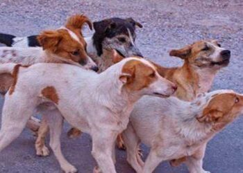 സൈക്കിളിൽ പോവുകയായിരുന്ന ഒൻപതു വയസുകാരനെ തെരുവുനായ ആക്രമിച്ചു, നായ കടിച്ച വിവരം വീട്ടിൽ അറിയിച്ചില്ല, പേവിഷബാധയേറ്റ് ചികിത്സയിലായിരുന്ന കുട്ടി മരിച്ചു