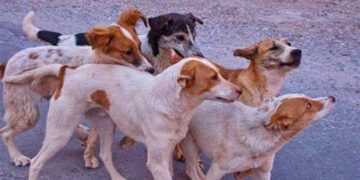 സൈക്കിളിൽ പോവുകയായിരുന്ന ഒൻപതു വയസുകാരനെ തെരുവുനായ ആക്രമിച്ചു, നായ കടിച്ച വിവരം വീട്ടിൽ അറിയിച്ചില്ല, പേവിഷബാധയേറ്റ് ചികിത്സയിലായിരുന്ന കുട്ടി മരിച്ചു