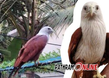 കൃഷ്ണപ്പരുന്ത് വനംവകുപ്പിനെ വട്ടം ചുറ്റിച്ചു…!!! 20 പേരെ ആക്രമിച്ചു.., വാഹനങ്ങളുടെ താക്കോൽ കൊത്തിയെടുത്ത പറക്കും…!!! പിടികൂടി കാട്ടിലയച്ചു… ഇപ്പോൾ രണ്ടെണ്ണം…!!  പിന്നിട് സംഭവിച്ചത്…