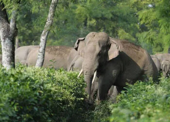 ആന ആക്രമത്തില്‍ ഒരു ജീവന്‍ കൂടി പൊലിഞ്ഞു; ഏറെ നേരമായിട്ടും അമ്മയെ കാണാത്തതിന് തുടര്‍ന്ന് മകന്‍ അന്വേഷിച്ച ചെന്നപ്പോള്‍ കുത്തിമലര്‍ത്തിയ നിലയില്‍ മൃതദേഹം, ആന ചിന്നം വിളിക്കുന്ന ശബ്ദവും കേട്ടു, 45 കാരിയെ കുത്തി മലര്‍ത്തി കൊമ്പന്‍