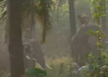 പരുക്കേറ്റ ആനയുടെ ആരോ​ഗ്യനില തൃപ്തികരം,  കുങ്കിയാനകളുടെ സഹായത്താൽ വാഹനത്തിൽ കയറ്റി, തുടർ ചികിത്സ അഭയാരണ്യത്തിൽ