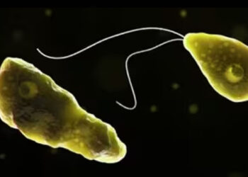 അമീബിക് മസ്തിഷ്‌ക ജ്വരം: കോഴിക്കോട് യുവതി മരിച്ചു