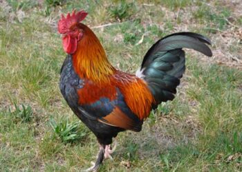 സാറേ ഈ പൂവൻ കോഴിയുടെ കൂവൽ കാരണം ഉറങ്ങാൻ പറ്റുന്നില്ല- അയൽക്കാരൻ, കോഴിക്കൂട് വീടിന്റെ കിഴക്കുഭാഗത്തേക്ക് മാറ്റണമെന്ന്  ആർഡിഒ