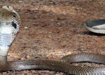 ‘ബന്ധം പിരിയുന്നതു കാണാൻ മൂർഖൻ പാമ്പും’… കുടുംബക്കോടതിയിൽ ജഡ്ജിയുടെ ചേംബറിൽ മേശയ്ക്കു കീഴിൽ നിന്ന് മൂർഖൻ പാമ്പിനെ കണ്ടെത്തി