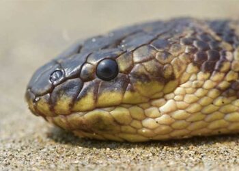 ജോസ് കെ.മാണിയുടെ മകളെ പാമ്പ് കടിച്ചു