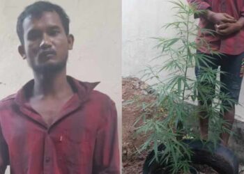 ശൗചാലയത്തിന് പിന്നിലായി പ്ലാസ്റ്റിക് പാത്രത്തില്‍ നട്ടുനനച്ചുവളര്‍ത്തി, ഒരു മീറ്ററോളം ഉയരം, കഞ്ചാവ് ചെടിയുമായി ഇതര സംസ്ഥാന തൊഴിലാളി പിടിയില്‍