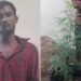 ശൗചാലയത്തിന് പിന്നിലായി പ്ലാസ്റ്റിക് പാത്രത്തില് നട്ടുനനച്ചുവളര്ത്തി, ഒരു മീറ്ററോളം ഉയരം, കഞ്ചാവ് ചെടിയുമായി ഇതര സംസ്ഥാന തൊഴിലാളി പിടിയില്