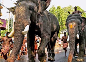 ഗുരുവായൂരില്‍ ഇന്ന് ആനയോട്ടം, പത്താംനാള്‍ ക്ഷേത്രോത്സവം; മുന്‍നിരയില്‍ ഓടുന്നത് ഈ മൂന്ന് ആനകള്‍