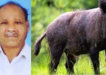 കൃഷിയിടം നനച്ചുകൊണ്ടിരിക്കെ കർഷകനെ കാട്ടുപന്നി ആക്രമിച്ച് കൊലപ്പെടുത്തി, കാട്ടുപന്നിയെ ഓടിച്ചിട്ട് തല്ലിക്കൊന്ന് നാട്ടുകാർ, കൊലപ്പെടുത്തിയത് സ്ഥലം അളക്കുന്നതിനിടെ മറ്റു ഉദ്യോ​ഗസ്ഥരെ ആക്രമിക്കുന്നതിനിടെ