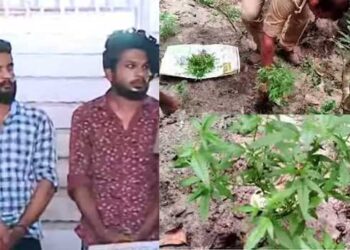 വാഴ നനയ്ക്കുമ്പോൾ അല്പം കഞ്ചാവ് കൂടി നനഞ്ഞാലോ..!!! എക്സൈസ് സംഘം കണ്ടത് പച്ചക്കറികൾക്കിടയിൽ തലയുയർത്തി നിൽക്കുന്ന 38 കഞ്ചാവ് ചെടികൾ..!! കൈവശം 10.5 കിലോ കഞ്ചാവും.., പിടികൂടാതിരിക്കാൻ പട്ടിയേയും അഴിച്ചുവിട്ടു..!!! 2 പേർ അറസ്റ്റിൽ