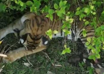 മയക്കുവെടിവച്ച് വീഴ്ത്തി, അടുത്തെത്തിയ ദൗത്യസംഘത്തിനു നേരെ ചാടിവീണ് കടുവ, വലയിലാക്കിയ കടുവ ഇനി യാത്ര തേക്കടിയിലേക്ക്