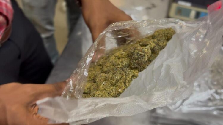 ആലപ്പുഴയിൽ 2 കോടി രൂപയുടെ ഹൈബ്രിഡ് കഞ്ചാവുമായി ചെന്നൈ സ്വദേശിനി പിടിയിൽ, യുവതി കഞ്ചാവ് വില്പനയ്ക്കെത്തിയത് മക്കളോടൊപ്പം, പിടിയിലായത് സെക്സ് റാക്കറ്റിലെ പ്രധാന കണ്ണി