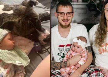 7 മാസം പ്രായമുള്ള കുഞ്ഞിന് കളിക്കൂട്ടുകാരനായി നൽകിയത് പിറ്റ്ബുൾ നായയെ, കളിക്കിടെ കലികയറിയ നായ കുഞ്ഞിനെ കടിച്ചുകീറിക്കൊന്നു, എങ്ങനെ സംഭവിച്ചെന്നു മനസിലാകുന്നില്ലെന്ന് മാതാപിതാക്കൾ