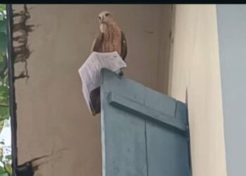 പി എസ് സി പരീക്ഷയ്ക്ക് നിമിഷങ്ങൾ ബാക്കി നിൽക്കെ ഹാൾ ടിക്കറ്റ് പരുന്ത് റാഞ്ചി, നിസ്സഹായനായി ഉദ്യോഗാർത്ഥി