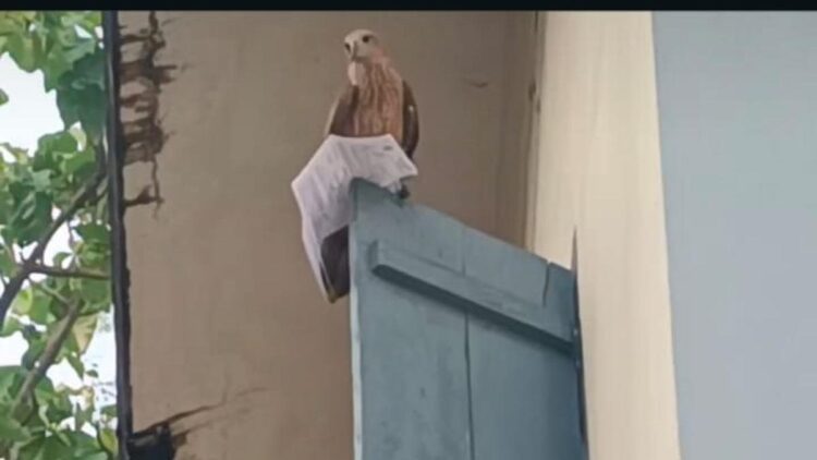 പി എസ് സി പരീക്ഷയ്ക്ക് നിമിഷങ്ങൾ ബാക്കി നിൽക്കെ ഹാൾ ടിക്കറ്റ് പരുന്ത് റാഞ്ചി, നിസ്സഹായനായി ഉദ്യോഗാർത്ഥി