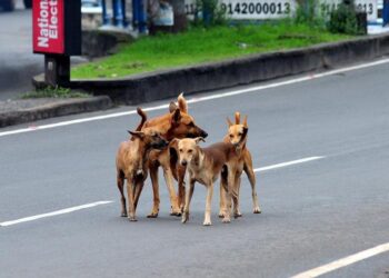 കൂടിന്‍റെ വാതിൽ തകർത്ത് കൂട്ടത്തോടെ അകത്തു കയറി,  ഗര്‍ഭിണികളായ ആടുകളെയും ആട്ടിൻകുട്ടിയെയും കടിച്ചു കീറി തെരുവ് നായകൾ, എപ്പോൾ വേണമെങ്കിലും കടി വീഴാം എന്ന ഭീതിയിൽ നാട്ടുകാർ