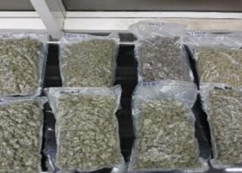 14 വാക്വം പായ്കറ്റുകളിലായി 18 കിലോ ഹൈബ്രിഡ് കഞ്ചാവ്, സാധനം കൈപ്പറ്റാൻ കരിപ്പൂരിൽ  എത്തിയവർ പോലീസ് പിടിയിൽ,  ട്രോളി ബാഗ്  ഉപേക്ഷിച്ച് വിദഗ്‌ധമായി മുങ്ങി കഞ്ചാവ് കടത്തുകാരൻ