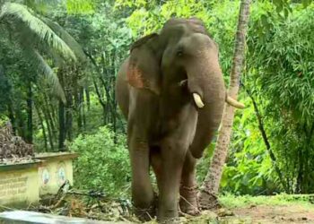 മലപ്പുറത്ത് കടുവയെ പൂട്ടാൻ കൊണ്ടുവന്ന കുങ്കിയാന ഇടഞ്ഞു… പാപ്പാനെ കൊമ്പിൽ കോർത്ത് വലിച്ചെറിഞ്ഞു