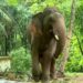 മലപ്പുറത്ത് കടുവയെ പൂട്ടാൻ കൊണ്ടുവന്ന കുങ്കിയാന ഇടഞ്ഞു… പാപ്പാനെ കൊമ്പിൽ കോർത്ത് വലിച്ചെറിഞ്ഞു