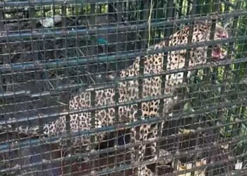 കടുവയെവിടെ? കടുവയ്ക്കായി സ്ഥാപിച്ച കൂട്ടിൽ കുടുങ്ങിയത് പുലി