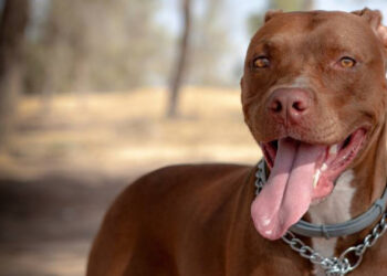 അയൽവാസിയെ വീട്ടിലേക്ക് വലിച്ചിഴച്ച്  കൊണ്ടുപോയി മർദ്ദനം, പിറ്റ്ബുള്ളിനെ വിട്ട് കടിപ്പിച്ചു, പിന്നാലെ കത്തികൊണ്ട് കുത്തി, യുവാവ് പോലീസ് പിടിയിൽ