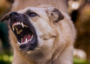 വീണ്ടും പേവിഷബാധ മരണം: ചികിത്സയിലായിരുന്ന ഏഴ് വയസ്സുകാരി മരിച്ചു,  ഒരു മാസത്തിനിടെ  പേവിഷ ബാധയേറ്റ് മരിച്ചത് മൂന്ന് കുട്ടികൾ