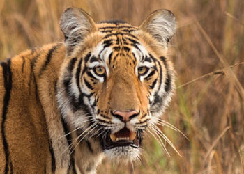 കടുവ സാന്നിധ്യം ശ്രദ്ധയിൽ പെടുത്തിയിട്ടും സർക്കാർ ഇടപെട്ടില്ല,  മലപ്പുറത്തു ടാപ്പിംഗ് തൊഴിലാളിയുടെ മരണത്തിൽ വിമർശനം ശക്തം,  മയക്കുവെടി സംഘം ഉടൻ സ്ഥലത്തെത്തും