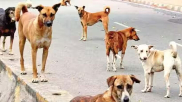 വിദ്യാഭ്യാസ വകുപ്പുമായി സഹകരിച്ച് പേവിഷബാധയ്ക്കെതിരെ ആരോഗ്യ വകുപ്പ്, സ്കൂൾ അസംബ്ലിയിൽ ആരോഗ്യ പ്രവർത്തകരുടെ ക്ലാസ്