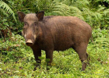 കാട്ടുപന്നിയെ ക്ഷുദ്രജീവിയായി പ്രഖ്യാപിക്കില്ല, അത് ഗുണത്തേക്കാളേറെ ദോഷം ചെയ്യും, കേരളത്തിന്റെ ആവശ്യം തള്ളി കേന്ദ്രം